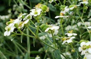 Flowering Spurge (Euphorbia corollata)