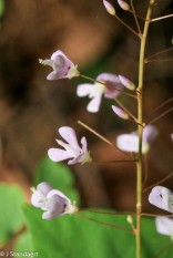Naked-flowered Tick Trefoil (Desmodium nudiflorum)