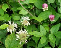 Northern Leatherflower (Clematis viorna) & Basil Balm (Monarda clinopodia)