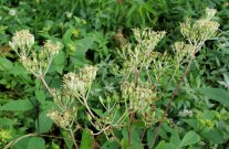 Pale Indian Plantain (Arnoglossum atriplicifolium)