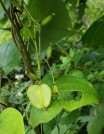 Wild Yam (Dioscorea villosa) - Female Flowers & Fruit