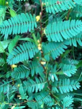 Wild Sensitive Plant (Chamaecrista nictitans)