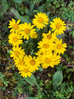 Maryland Golden Aster (Chrysopsis mariana)