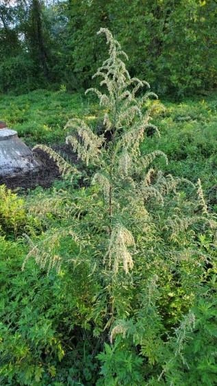Dogfennel (Eupatorium capillifolium) Plant