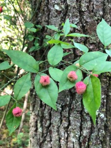 Hearts-a-bustin'; Strawberry Bush (Euonymus americanus)