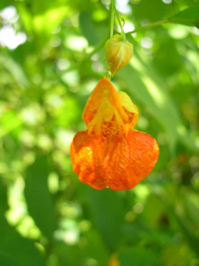Spotted Jewel Weed (Impatiens capensis)