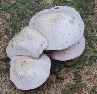 Meadow Mushroom (Agaricus campestris) Group