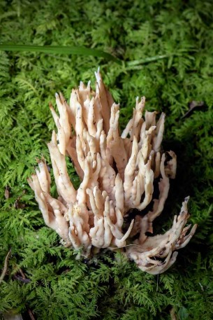 Orange Spindle Coral Fungus (Clavulinopsis aurantio-cinnabarina)