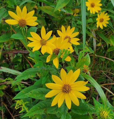 Pale-leaved Sunflower (Helianthus strumosus) Blooms