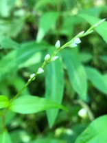 Water Pepper (Persicaria hydropiper*)