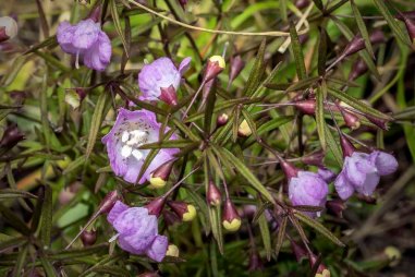 Slenderleaf False Foxglove (Agalinis tenuifolia)