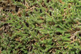 Ciliate Hedwigia Moss (Hedwigia ciliata)
