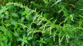 Mugwort (Artemisia vulgaris*) Blooms