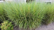 Chinese Silvergrass (Miscanthus sinensis*) Plant