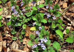 Glechoma hederacea* (Gill-over-the-Ground; Ground Ivy)
