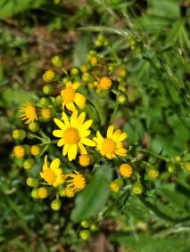 Tansy Ragwort (Jacobaea vulgaris*)