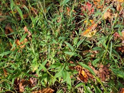 Microstegium vimineum* (Japanese Stiltgrass)