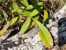 Coreopsis grandiflora (Large-flowered Coreopsis) Leaves