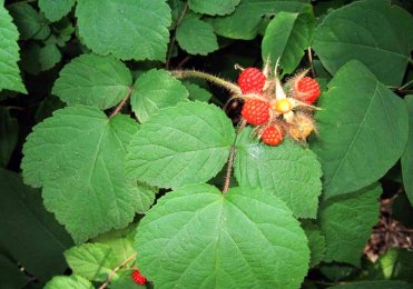 Rubus phoenicolasius* (Wine Raspberry)