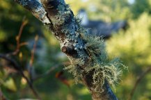 Lichens on a Serviceberry (Amelanchier sp.)