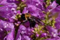 Obedient Plant; False Dragonhead (Physostegia virginiana) with bumblebee