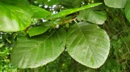 an Alder (Alnus sp.) Leaf