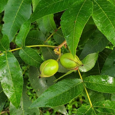 Mockernut Hickory (Carya tomentosa) Fruit