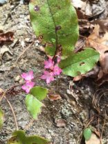 Trailing Arbutus (Epigaea repens) -A very pink one!