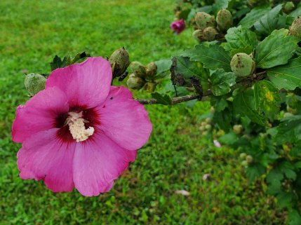 a Hibiscus*