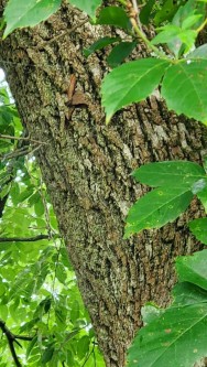Black Walnut (Juglans nigra) Bark