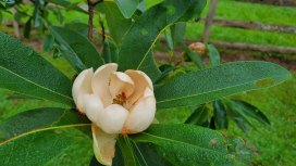Sweet Bay Magnolia (Magnolia virginiana) Bloom
