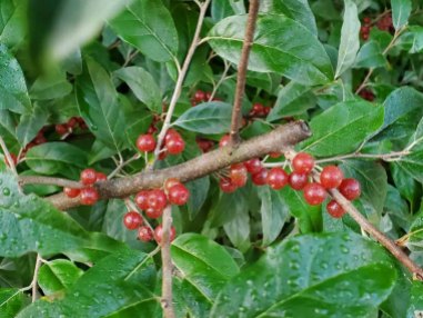 Wild Black Cherry (Prunus serotina) Berries