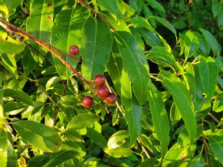 Wild Black Cherry (Prunus serotina) Leaves and Berries