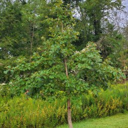 Swamp White Oak (Quercus bicolor) Tree