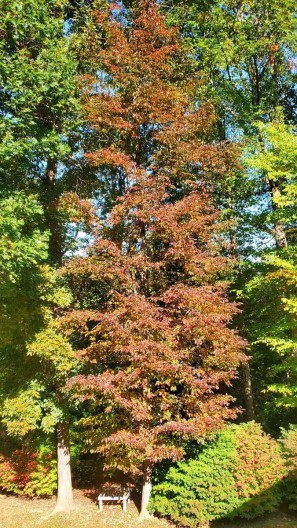 Willow Oak (Quercus phellos) Tree