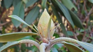 Rosebay; Great Laurel (Rhododendron maximum) Bracts