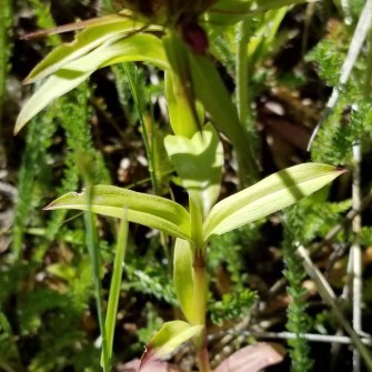 Sweetwilliam (Dianthus barbatus*) Leaves