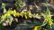 Yellow Sweet Clover (Melilotus officinalis*)