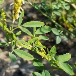 Yellow Sweet Clover (Melilotus officinalis*) Leaves