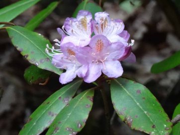 Piedmont Rhododendron (Rhododendron minus)