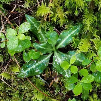 Rattlesnake-Plantain (Goodyera oblongifolia)