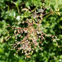Hairy Valerian (Valeriana edulis) Blooms