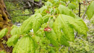 Vine Maple (Acer circinatum)