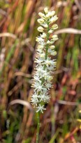 Carolina Bog-asphodel (Tofieldia glabra)
