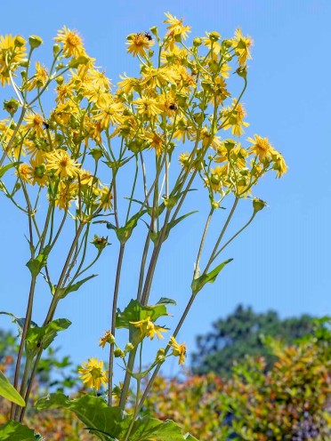 Cup Plant (Silphium perfoliatum)
