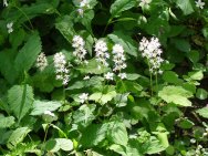 Foamflower; False Miterwort (Tiarella cordifolia)