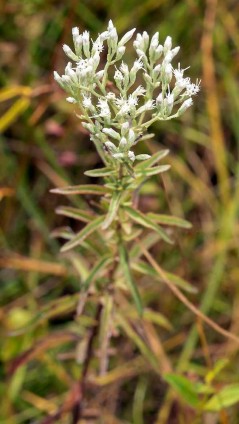 Hyssop-leaved Thoroughwort (Eupatorium hyssopifolium)