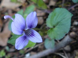 Long-spurred Violet (Viola rostrata)