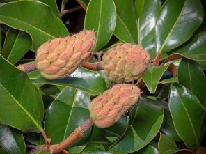Magnolia Seedpods