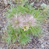 Pasque Flower (Anemone patens) Fruit